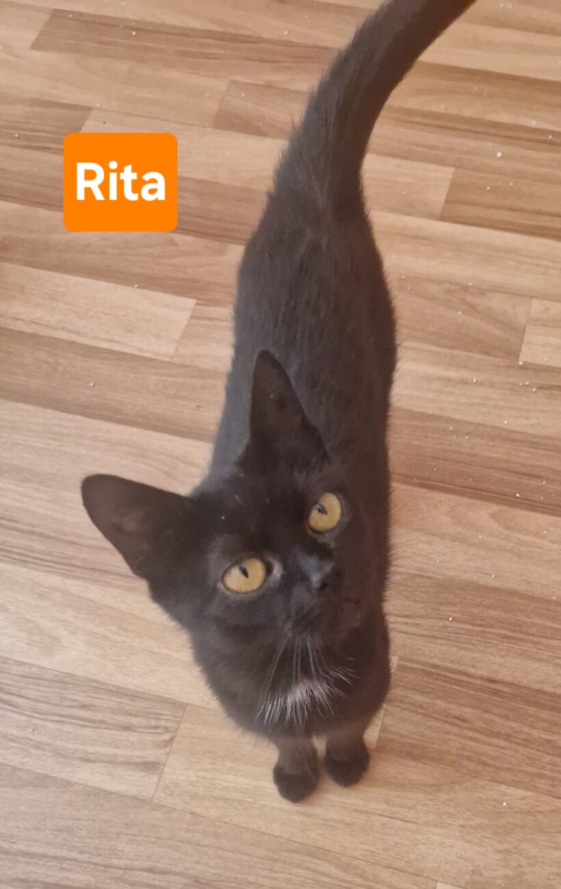 Rita (ab Mitte August)