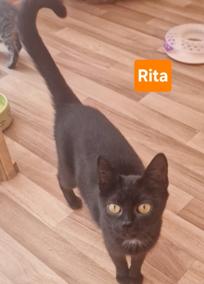 Rita (ab Mitte August)