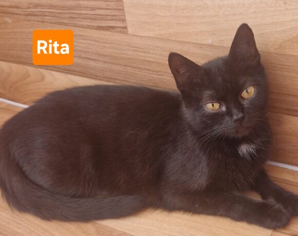 Rita (ab Mitte August)