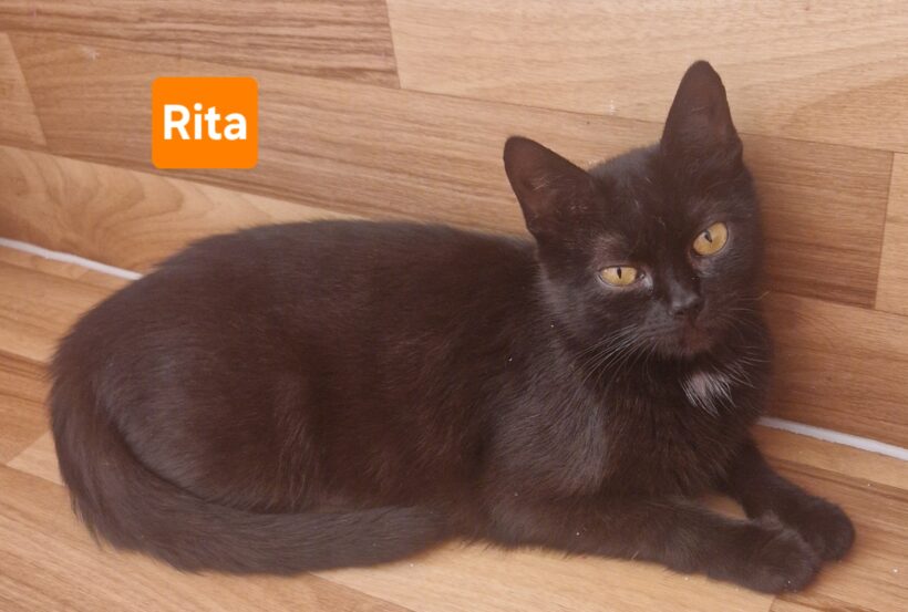 Rita (ab Mitte August)