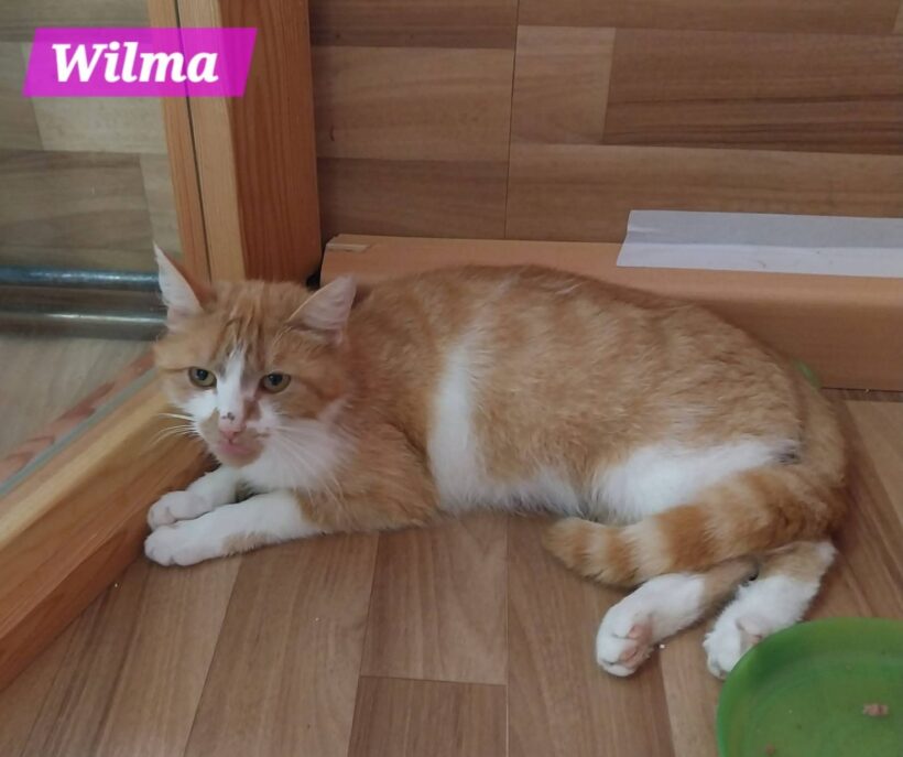 Wilma( ab Mitte August) Wilma( ab Mitte August)
