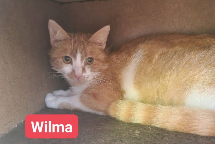 Wilma( ab Mitte August) Wilma( ab Mitte August)