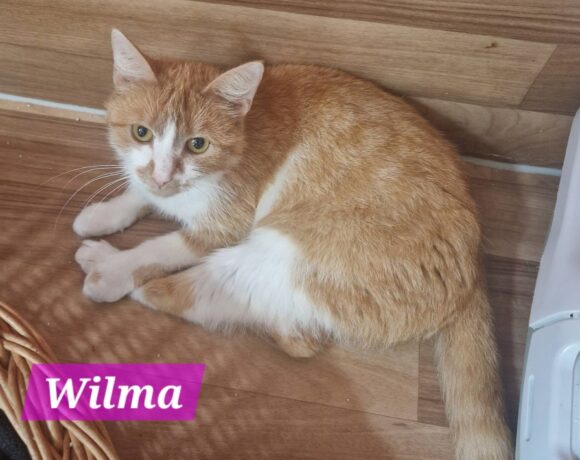 Wilma( reserviert)