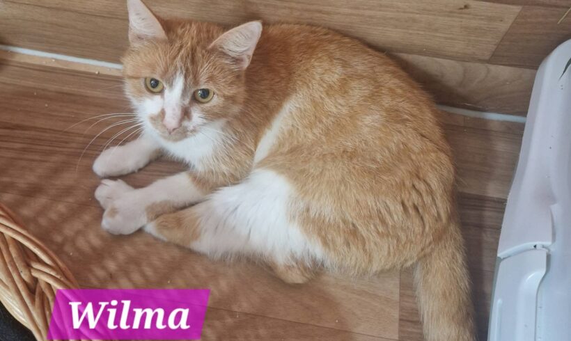 Wilma( ab Mitte August)