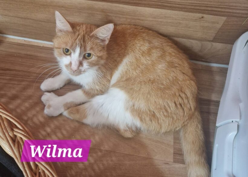 Wilma( ab Mitte August) Wilma( ab Mitte August)
