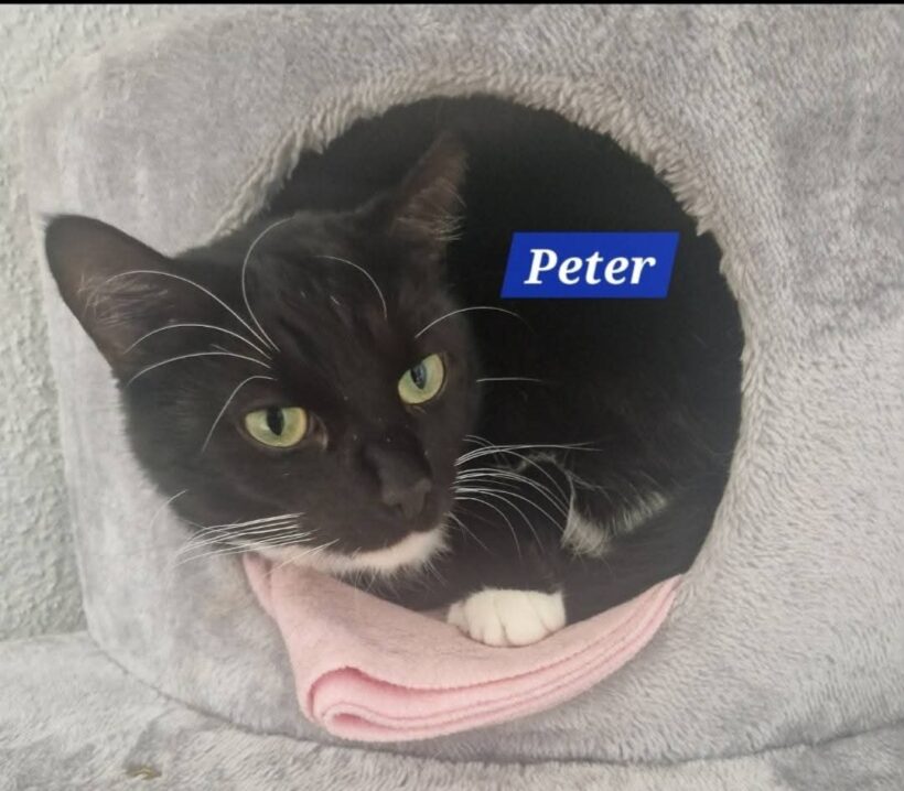 Peter❤️