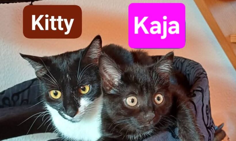 Kitty und Kaja (ab Mitte August)❤️
