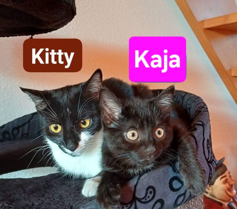 Kitty und Kaja (ab Mitte August)❤️ Kitty und Kaja (ab Mitte August)❤️