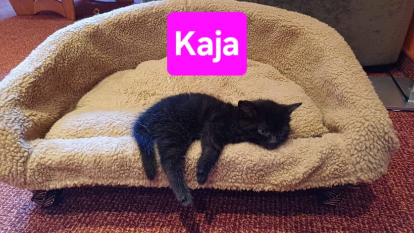Kitty und Kaja (ab Mitte August)❤️ Kitty und Kaja (ab Mitte August)❤️