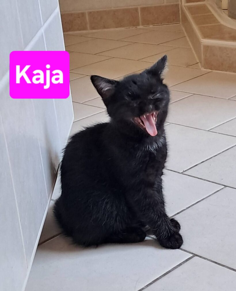 Kitty und Kaja (ab Mitte August)❤️ Kitty und Kaja (ab Mitte August)❤️