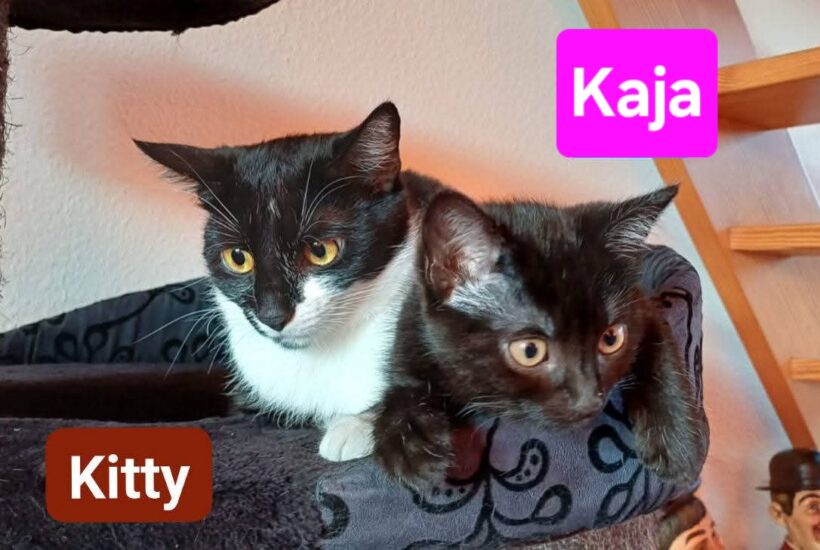 Kitty und Kaja (ab Mitte August)❤️ Kitty und Kaja (ab Mitte August)❤️