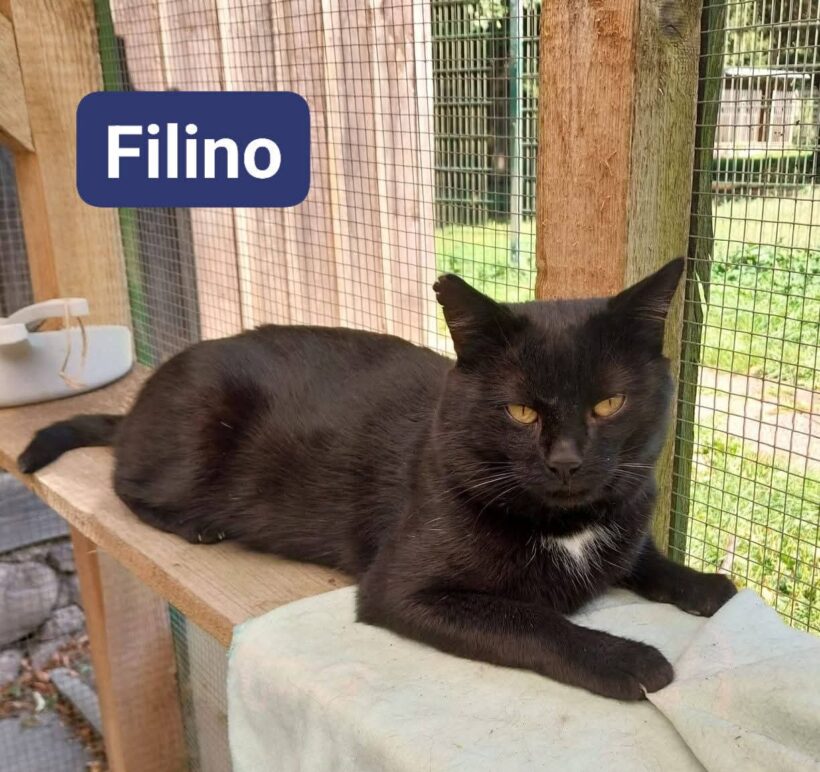 Filino❤️ Filino❤️