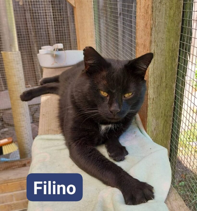 Filino❤️ Filino❤️