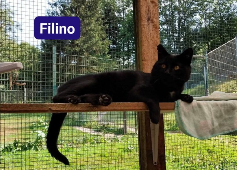 Filino❤️ Filino❤️