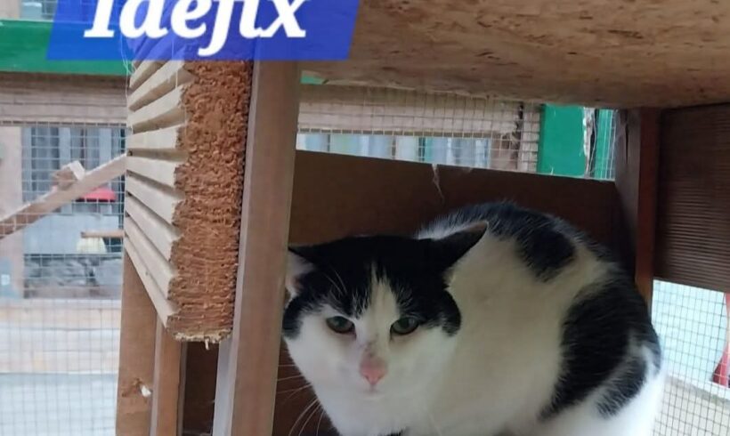Idefix❤️ Idefix❤️