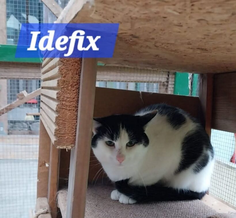 Idefix❤️ Idefix❤️
