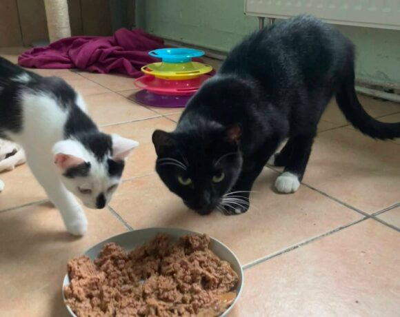 D-Kitten und Mama Donna ❤️
