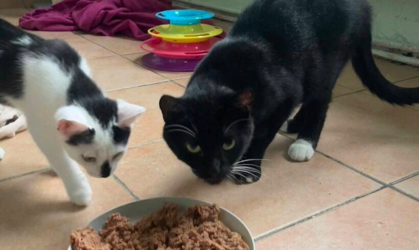 D-Kitten und Mama Donna ❤️ D-Kitten und Mama Donna ❤️