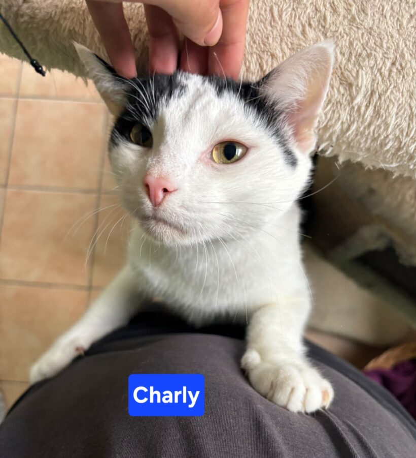 Charly(reserviert) Charly(reserviert)