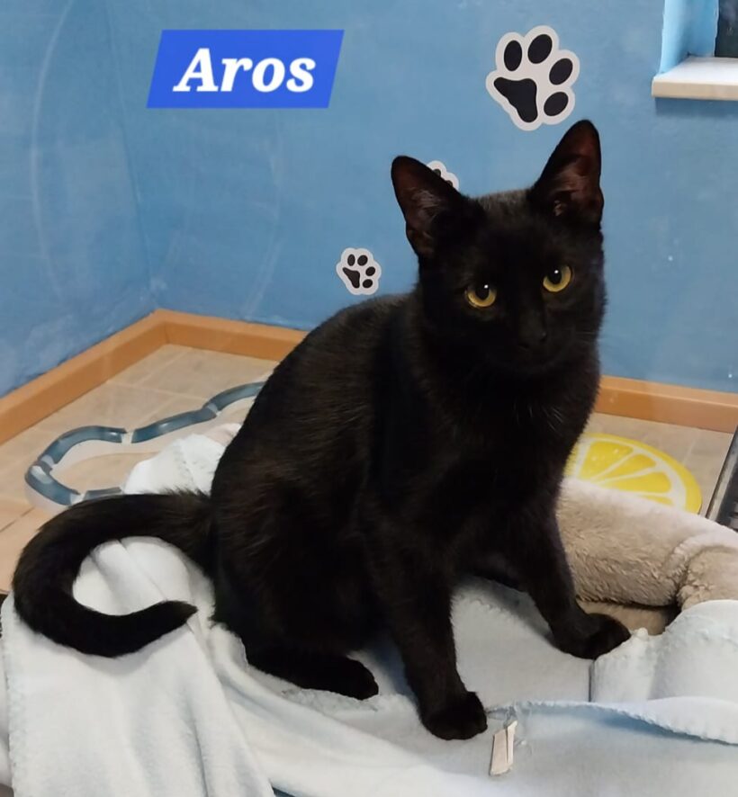 Anna und Aros❤️(reserviert) Anna und Aros❤️(reserviert)