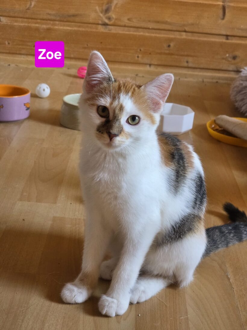 Zorro(reserviert),Zoe(reserviert),Amalia,Alfred❤️ Zorro(reserviert),Zoe(reserviert),Amalia,Alfred❤️