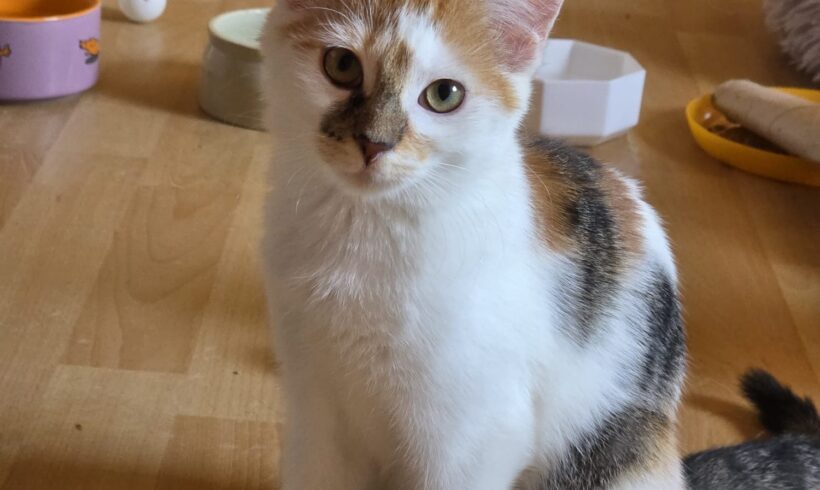 Zorro(reserviert),Zoe(reserviert),Amalia,Alfred❤️ Zorro(reserviert),Zoe(reserviert),Amalia,Alfred❤️