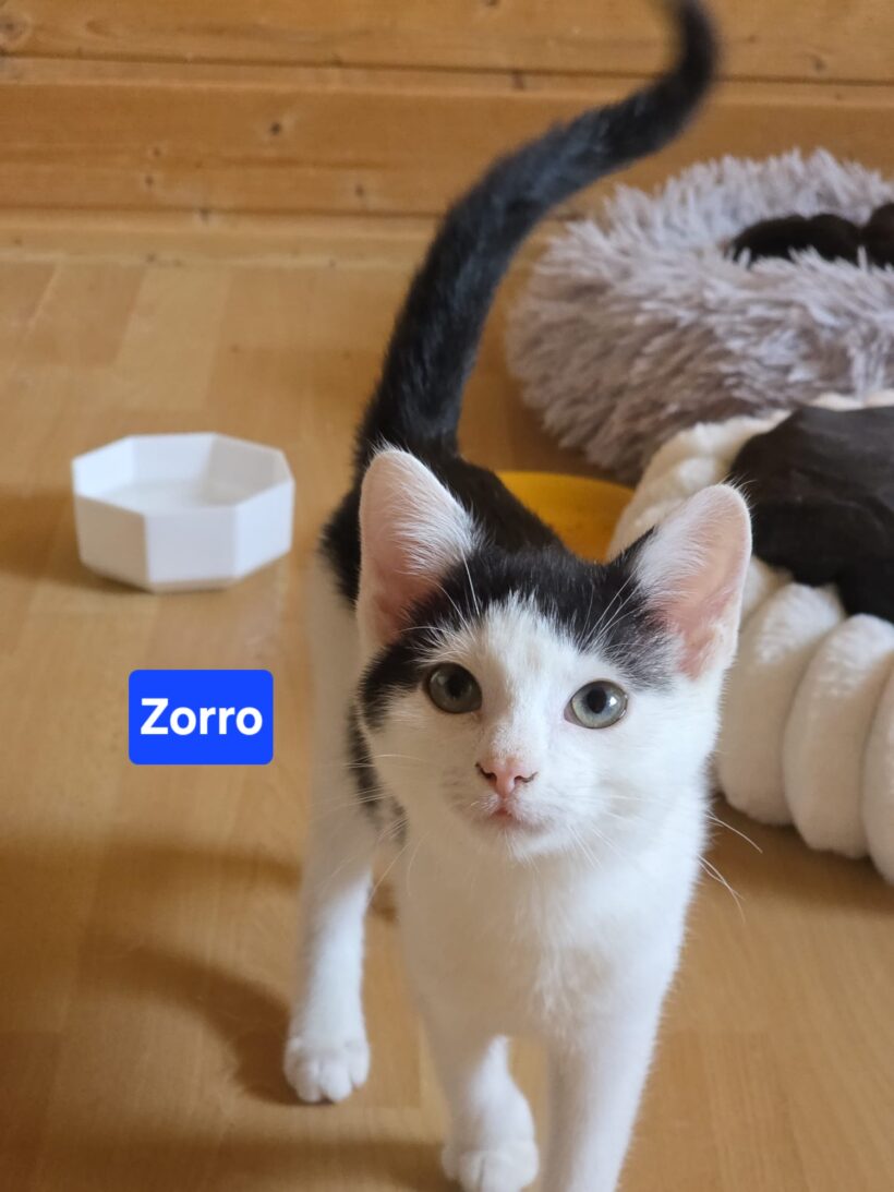 Zorro(reserviert),Zoe(reserviert),Amalia,Alfred❤️ Zorro(reserviert),Zoe(reserviert),Amalia,Alfred❤️