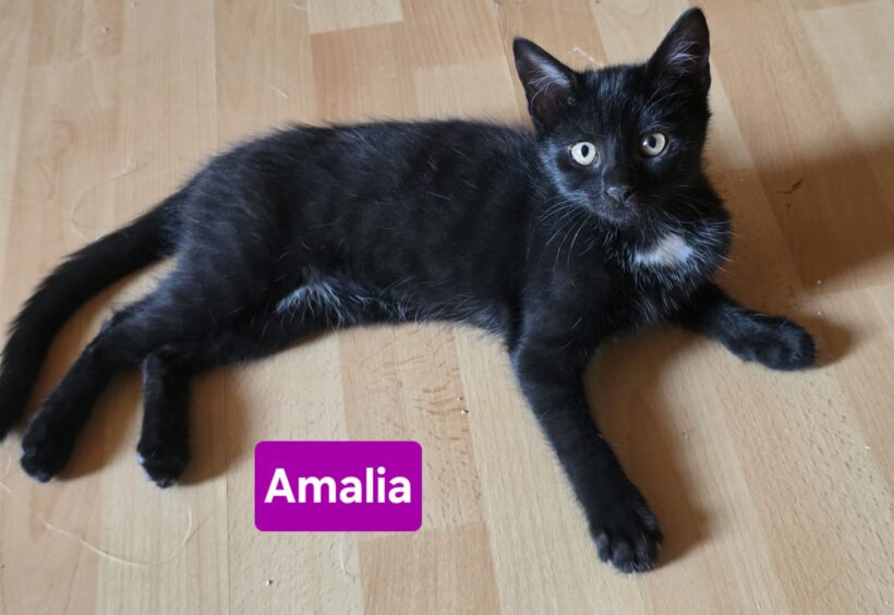 Zorro(reserviert),Zoe(reserviert),Amalia,Alfred❤️ Zorro(reserviert),Zoe(reserviert),Amalia,Alfred❤️