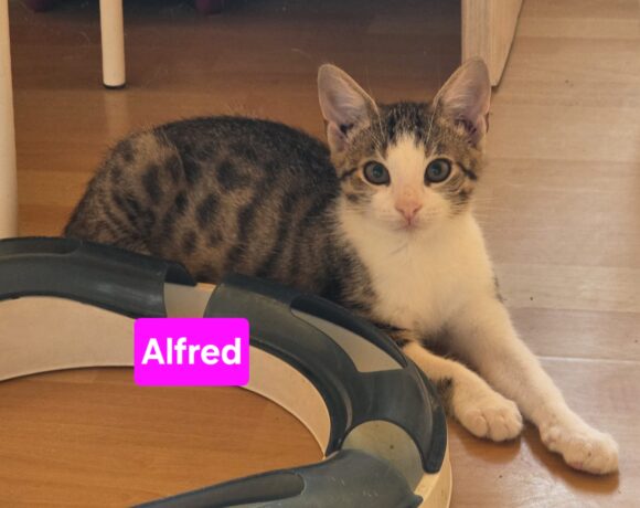 Amalia und Alfred❤️