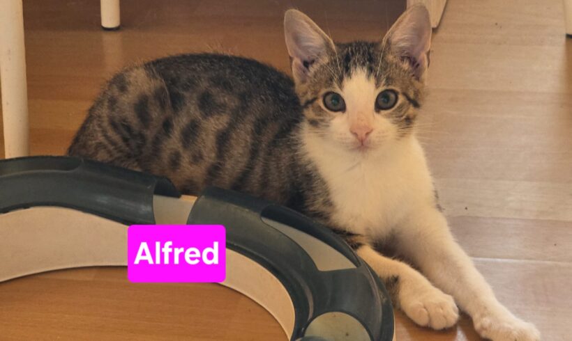 Amalia und Alfred❤️ Amalia und Alfred❤️