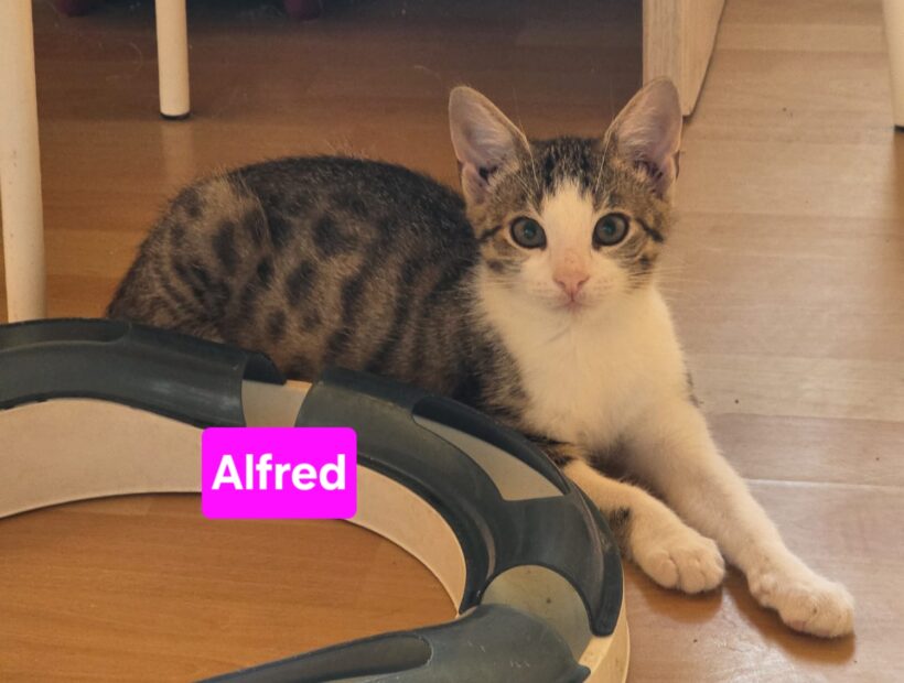 Zorro(reserviert),Zoe(reserviert),Amalia,Alfred❤️ Zorro(reserviert),Zoe(reserviert),Amalia,Alfred❤️
