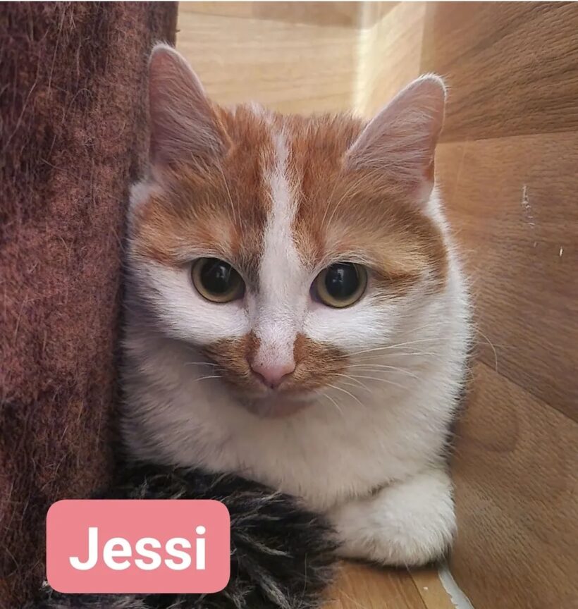 Jessi😻(reserviert)