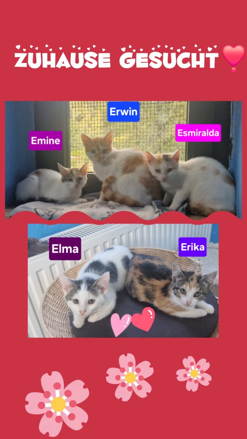 E-Kitten❣️ E-Kitten❣️