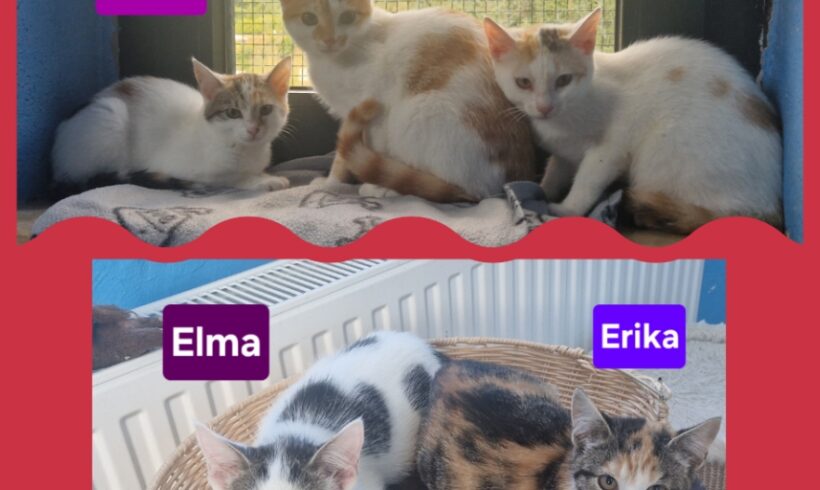 E-Kitten❣️ E-Kitten❣️