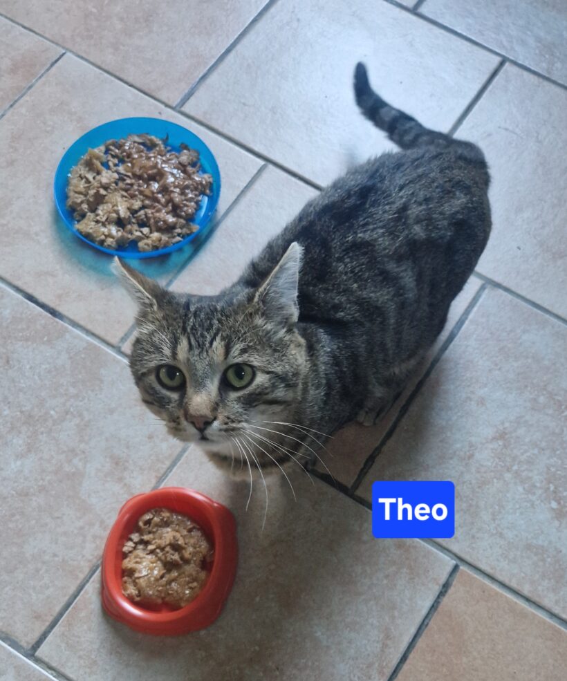 Theo Theo