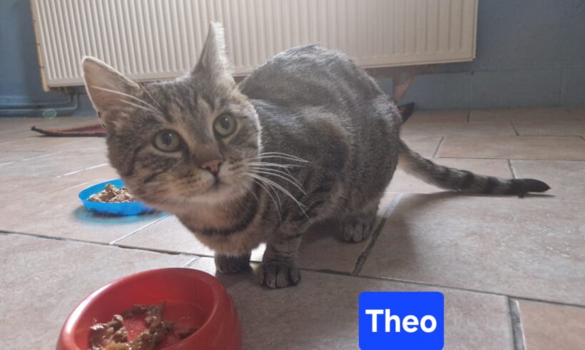 Theo Theo