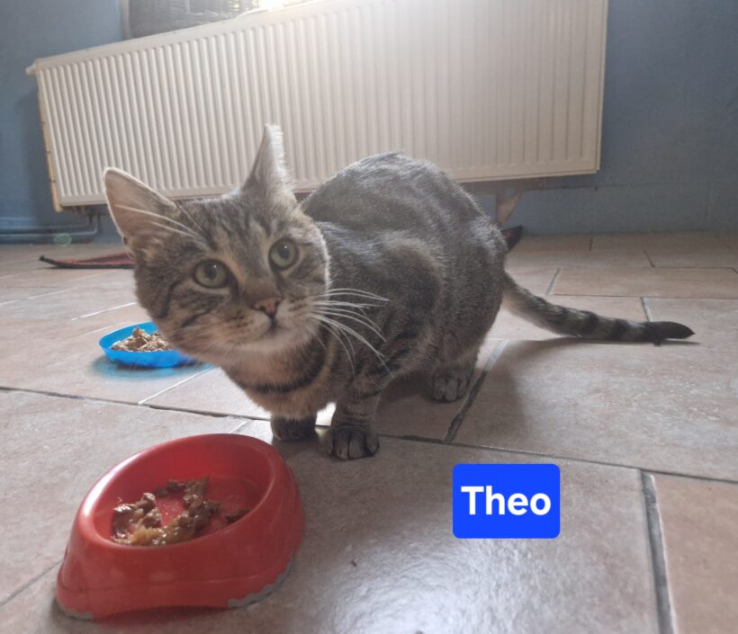 Theo Theo