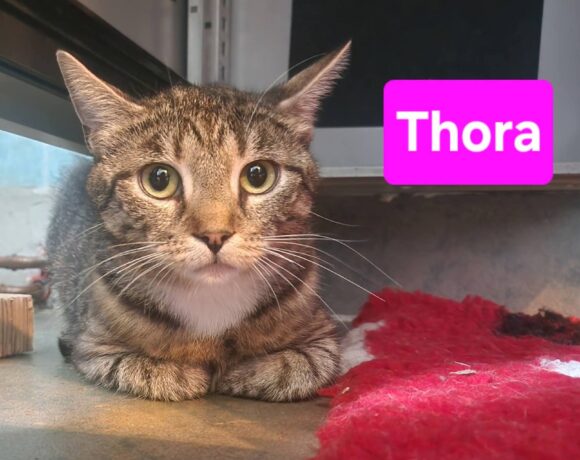 Tiffy, Thora, Tapsi❤️