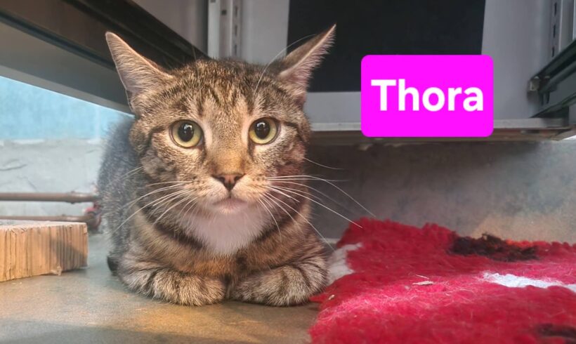 Tiffy, Thora, Tapsi❤️