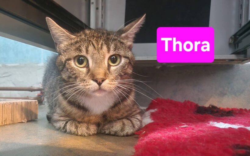 Tiffy, Thora, Tapsi❤️