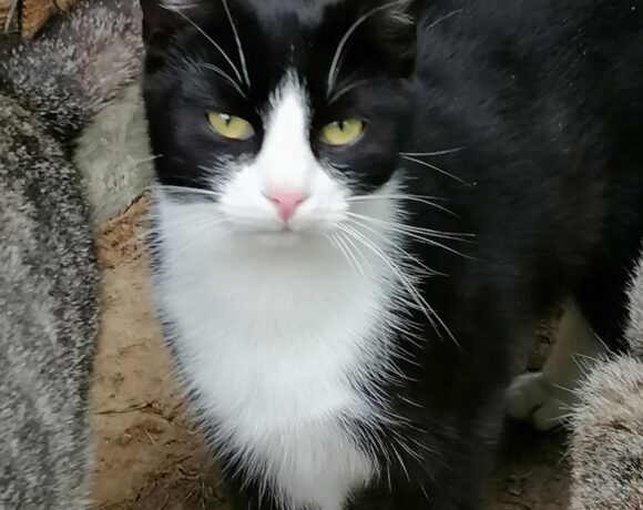 Katerchen 1 Jahr