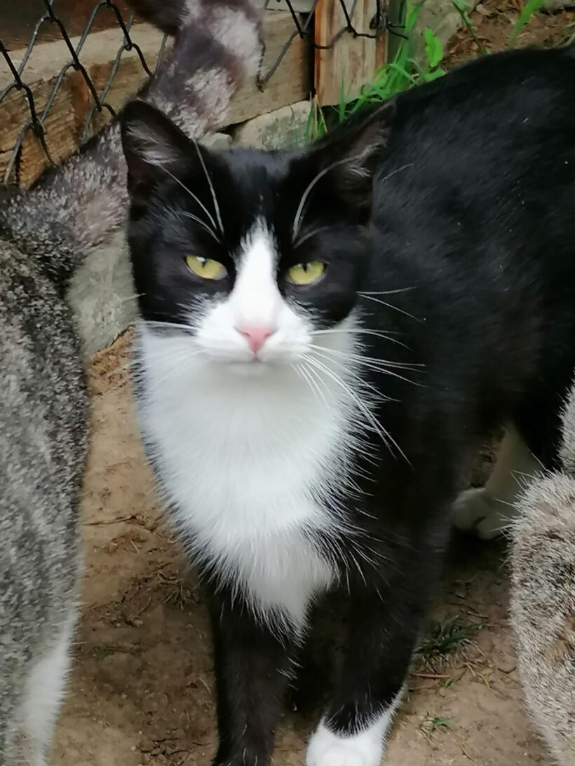 Katerchen 1 Jahr Katerchen 1 Jahr