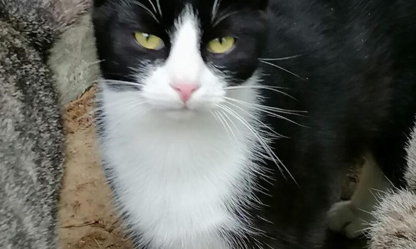 Katerchen 1 Jahr