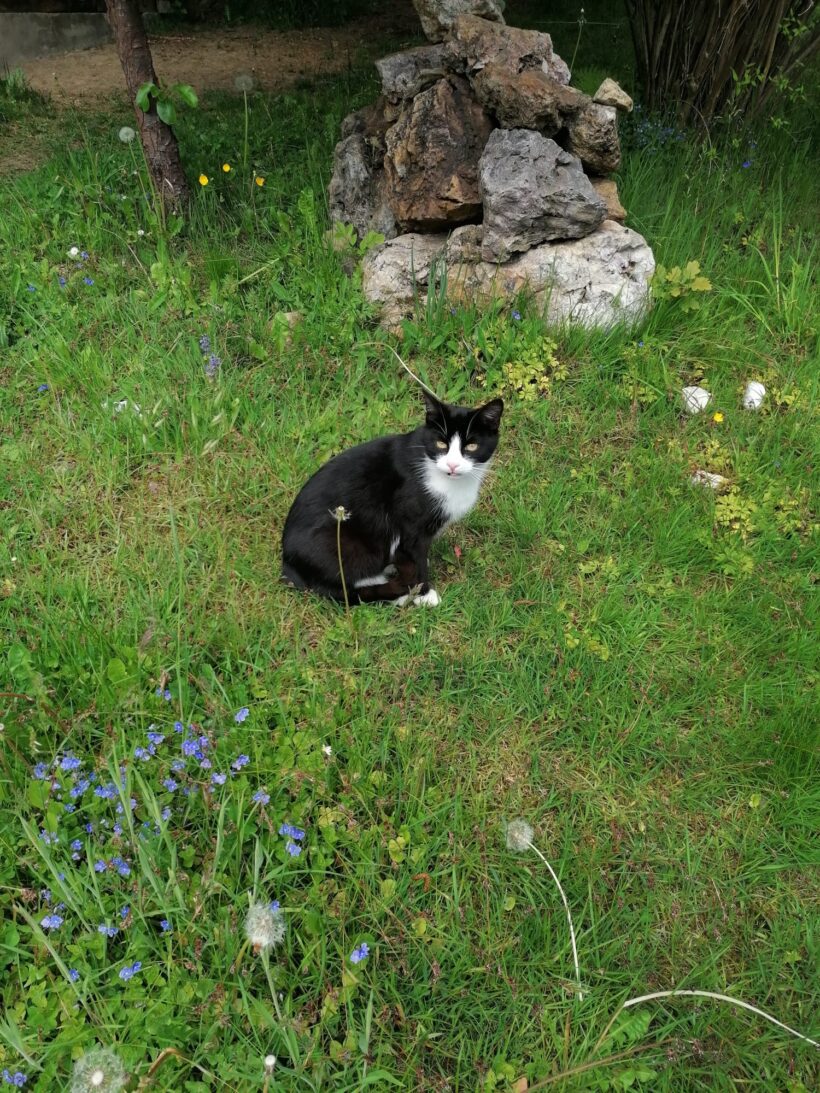 Katerchen 1 Jahr Katerchen 1 Jahr